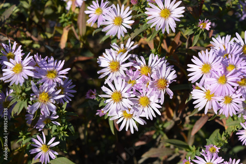 Beautiful and bright, delicate, purple flowers, low bushes of September, colorful asters against the background of small, green leaves illuminated by rays of sunlight.