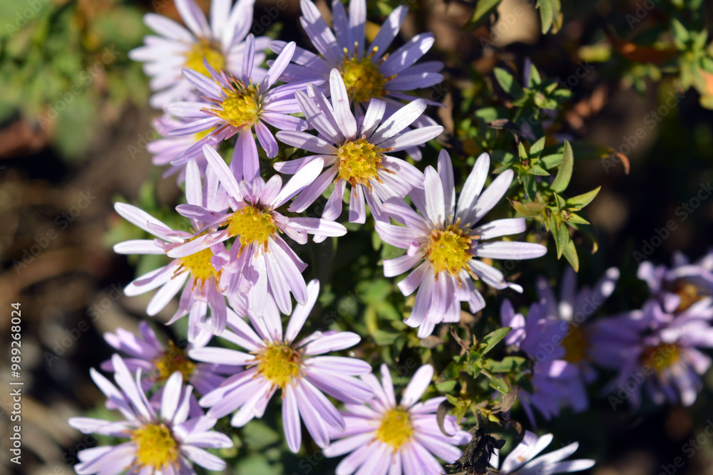 Beautiful and bright, delicate, purple flowers, low bushes of September, colorful asters against the background of small, green leaves illuminated by rays of sunlight. Beautiful and bright, delicate, purple flowers, low bushes of September, colorful asters against the background of small, green leaves illuminated by rays of sunlight.