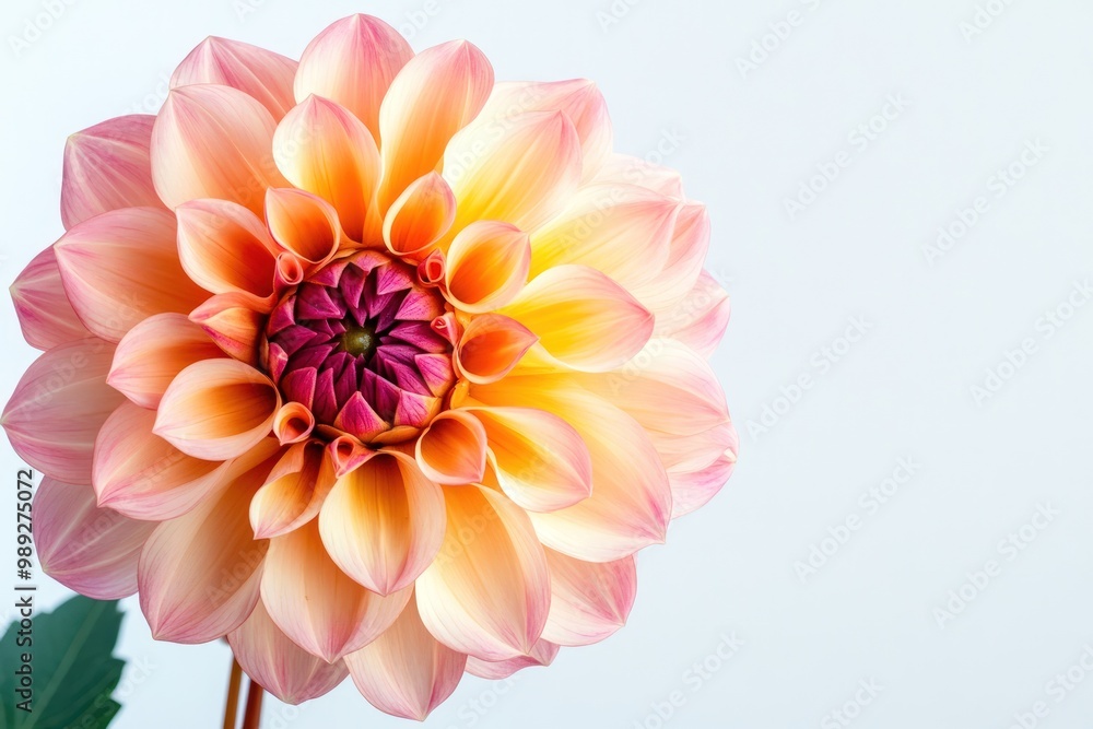 Close-up of a single pink and yellow dahlia flower against a white background. Close-up of a single pink and yellow dahlia flower against a white background.