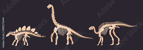 Cartoon dinosaur skeletons. Herbivore iguanodon and diplodocus fossil silhouettes, ancient ornithopod dinosaur, jurassic raptor bones flat vector illustration set. Archaeological fossil skeletons