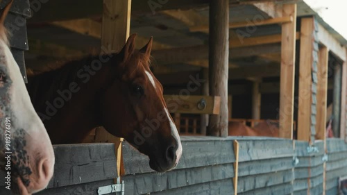 Brown horse in a stable, beautiful pony video