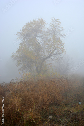 Beautiful and lovely autumn weather with white bright fog. Beautiful, wet yellow leaves on the trees, wet grass. Unusual nature and weather.