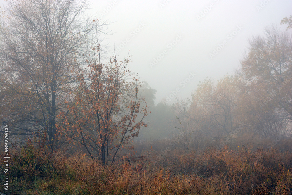 Beautiful and lovely autumn weather with white bright fog. Beautiful, wet yellow leaves on the trees, wet grass. Unusual nature and weather. Beautiful and lovely autumn weather with white bright fog. Beautiful, wet yellow leaves on the trees, wet grass. Unusual nature and weather.