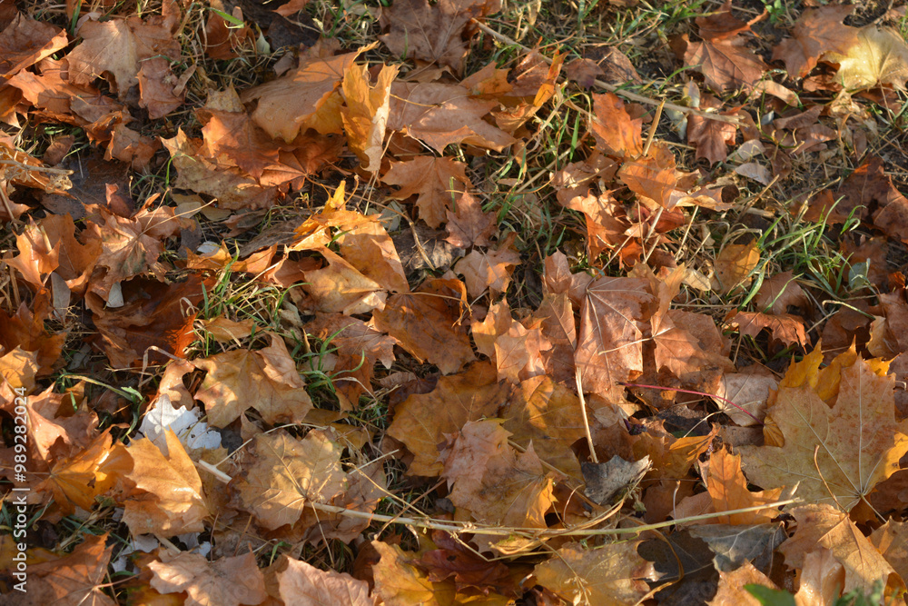 The autumn season is beautiful and pleasant. Yellow, brown, golden, dry green leaves, fallen leaves lie on the ground, sidewalks on the still green grass. ... The autumn season is beautiful and pleasant. Yellow, brown, golden, dry green leaves, fallen leaves lie on the ground, sidewalks on the still green grass. ...