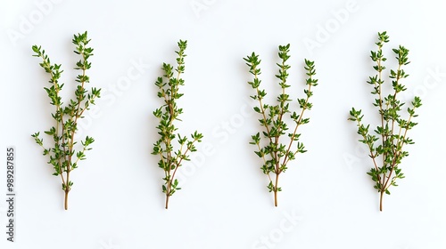 A collection of fresh thyme sprigs arranged on a white background, showcasing their vibrant green color.