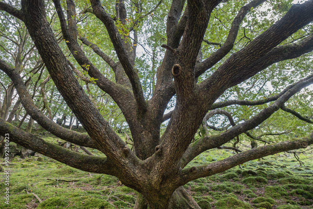 Ancient oak tree with many branches in a forest Ancient oak tree with many branches in a forest
