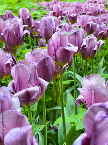 Purple blooming tulips on green stems with petals in the garden