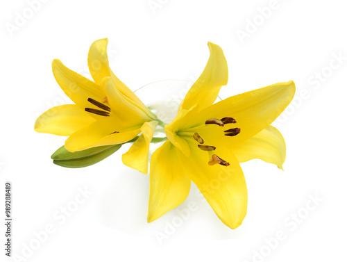 Yellow lily flowers on a white background