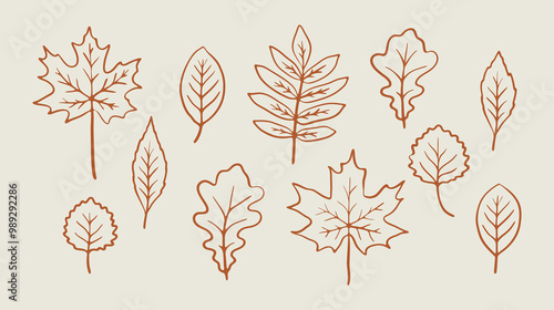 Different types of autumn leaves isolated illustration set. Hand drawn doodle. Cute collection of line art elements. One color sketch of maple, oak, rowan leaf design.