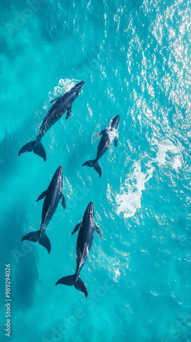 Aerial view group of whales swimming in blue water hd phone wallpaper photo