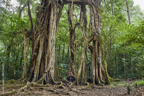 Asia, Indonesia, Bali, Mature fit Asian woman looking up at tall tree situated in rainforest, while trekking in jungle