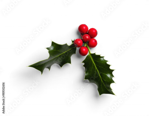 Holly Branch with Red Berries and Dark Green Leaves