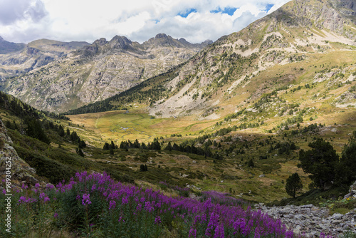 Rosebay willowherb, Chamaenerion pink flowers growing in the Pyrenees mountains, Vall d'Incles, Andorra  photo