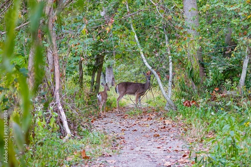 Deer. The white-tailed deer  also known as the whitetail or Virginia deer . White taild deer is  the wildlife symbol of Wisconsin  and game animal of Oklahoma photo