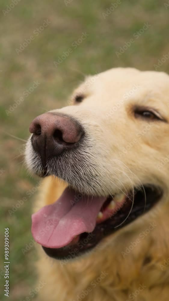 Golden retriever's nose and mouth in close-up, panting gently after activity. Soft breathing from the dog’s nostrils, showing a calm and content moment in the warm outdoors. Golden retriever's nose and mouth in close-up, panting gently after activity. Soft breathing from the dog’s nostrils, showing a calm and content moment in the warm outdoors.