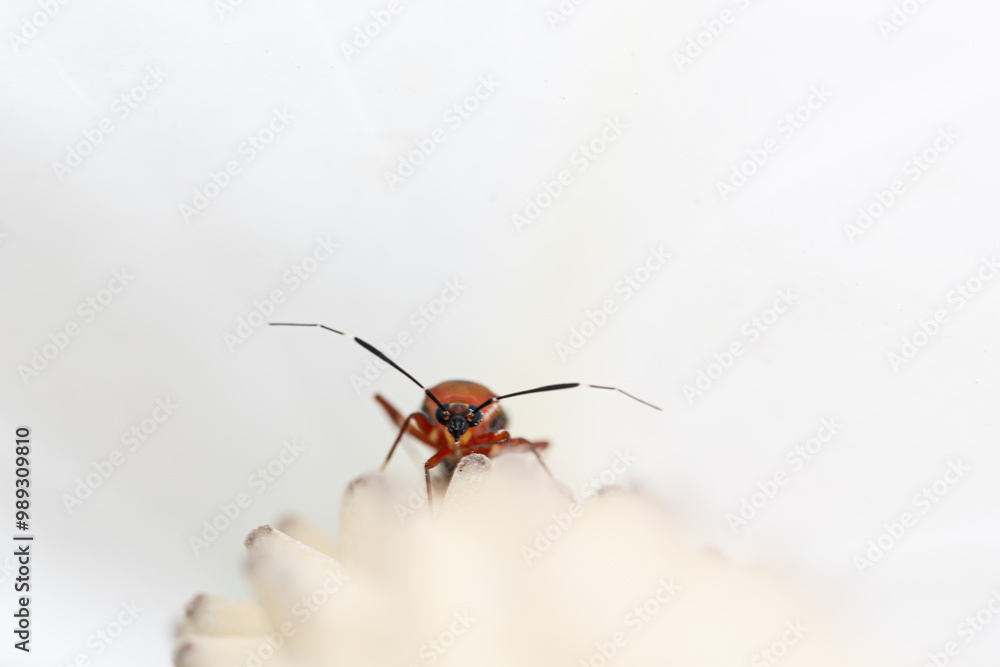 portrait of red bug on a white flower, white background, Deraeocoris ruber portrait of red bug on a white flower, white background, Deraeocoris ruber