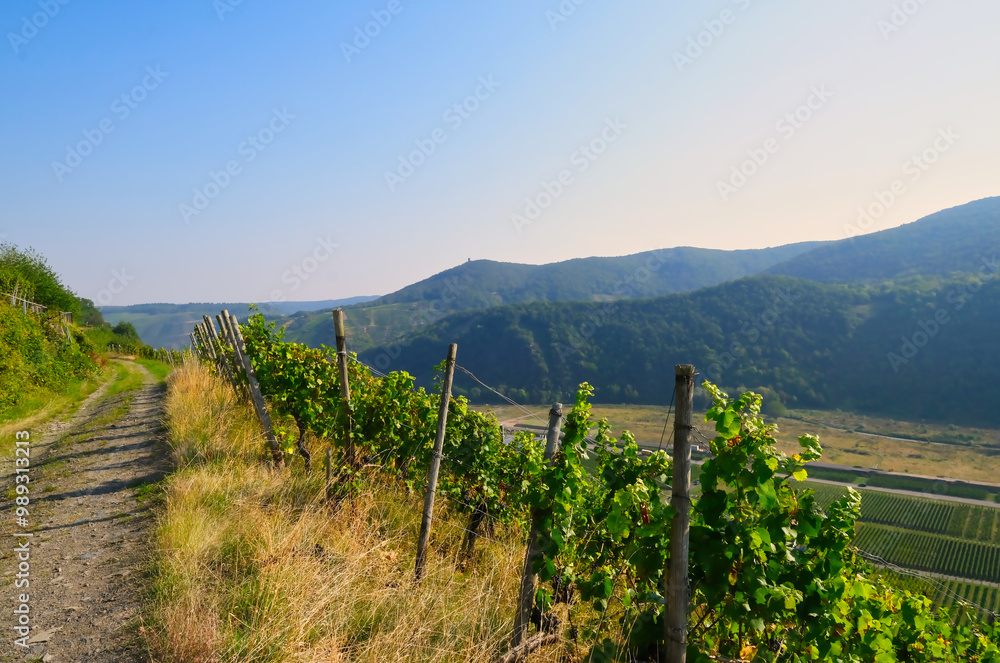 Naklejka premium hiking trail in vineyards near Dernau, in the Ahrweiler district in the north of Rhineland-Palatinate, Germany