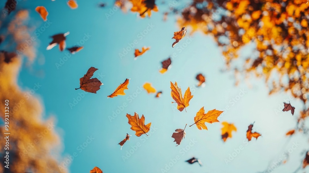 Upward shot of fall leaves Upward shot of fall leaves