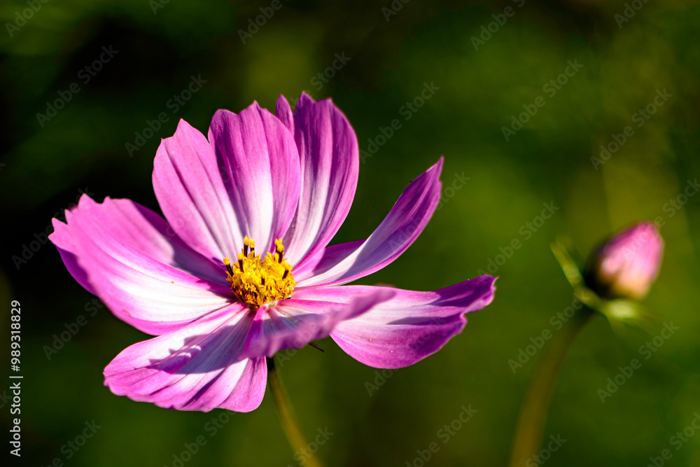 Cosmos in the Garden Cosmos in the Garden