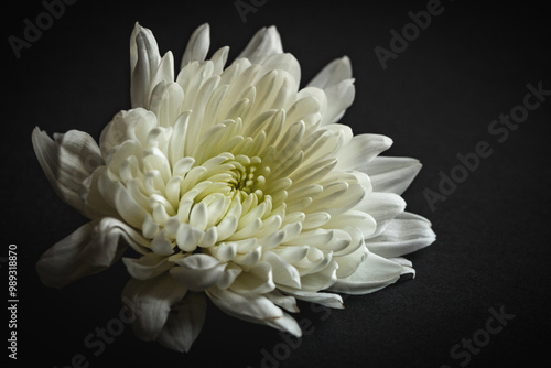 White Chrysanthemum Flower 9182