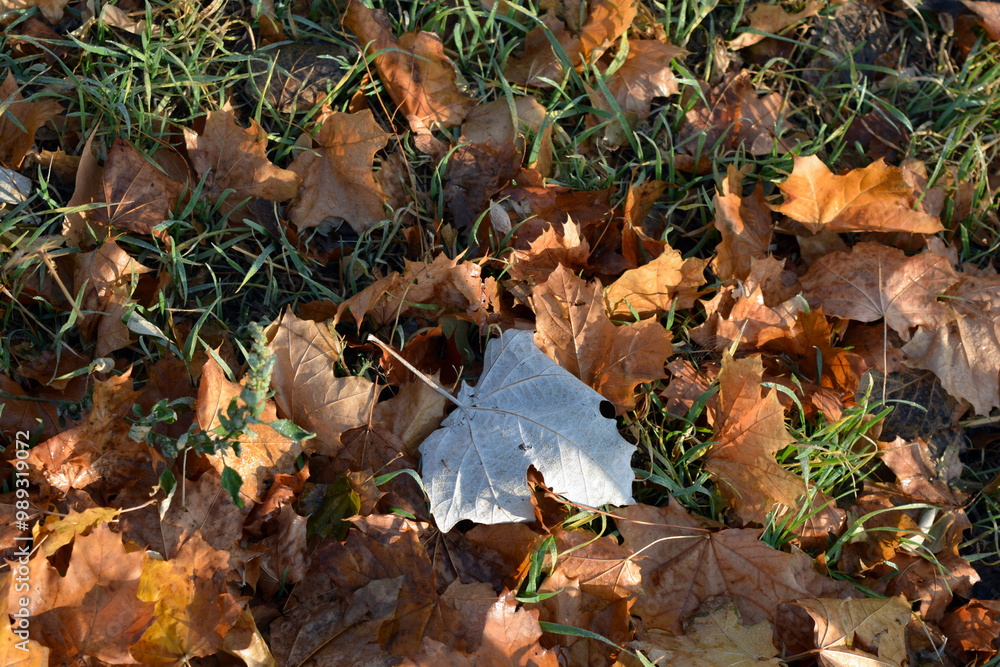 The autumn season is beautiful and pleasant. Yellow, brown, golden, dry green leaves, fallen leaves lie on the ground, sidewalks on the still green grass. ... The autumn season is beautiful and pleasant. Yellow, brown, golden, dry green leaves, fallen leaves lie on the ground, sidewalks on the still green grass. ...
