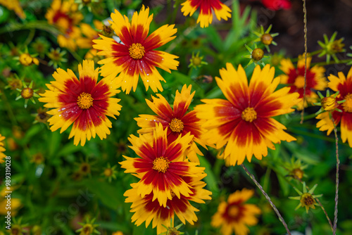 Bild auf Leinwand fleur