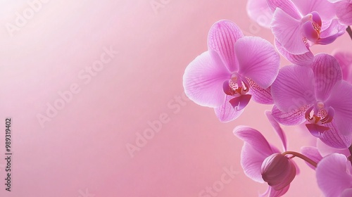 A vibrant purple orchid in full bloom, set against a pastel pink background for a soft and elegant contrast