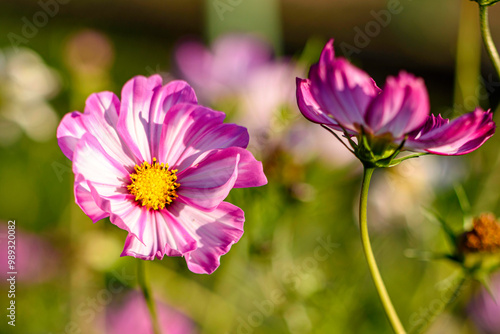 Cosmos in the Garden