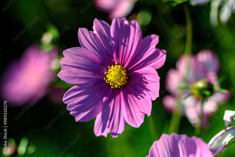 Cosmos in the Garden Cosmos in the Garden