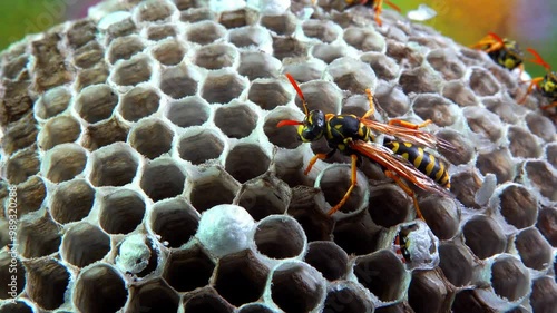 Paper wasp Polistes gallicus - Wasp nest with larvae and pupae in paper honeycomb photo