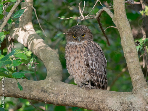 Brown fish owl, Ketupa zeylonensis, Jim Corbett National Park, Nainital‚Äé, Uttarakhand, India photo