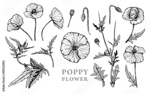 Hand drawn sketch of Poppy flowers. Vector illustration of summer poppy flowers, buds and leaves. Botanical monochrome drawing of blossom isolated on a white background. Vintage engraved style