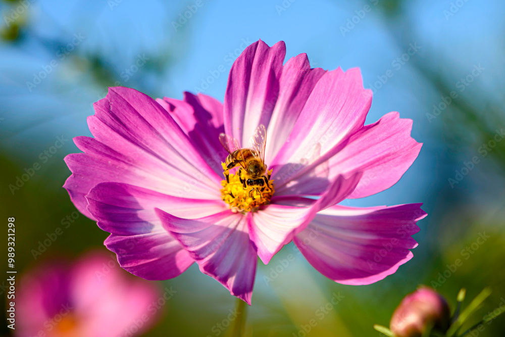 Cosmos in the Garden