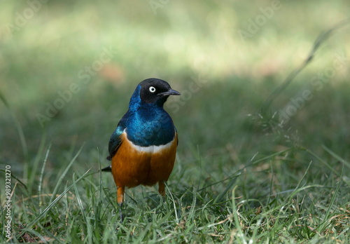 Superb Starling, Lamprotornis superbus, Masai Mara, Africa photo