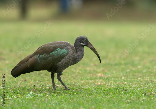 Hadada Ibis, Bostrychia hagedas, Masai Mara, Africa photo