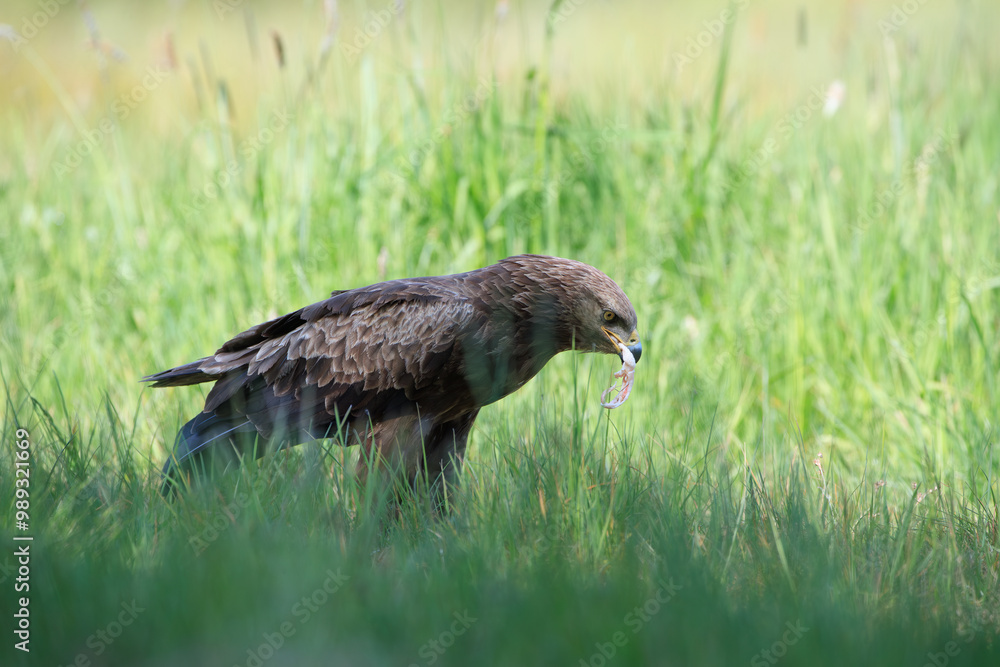 A large brown bird of prey in a meadow with its prey A large brown bird of prey in a meadow with its prey