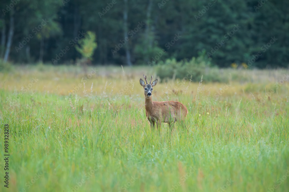 Roebuck standing in a meadow, looking watchfully Roebuck standing in a meadow, looking watchfully