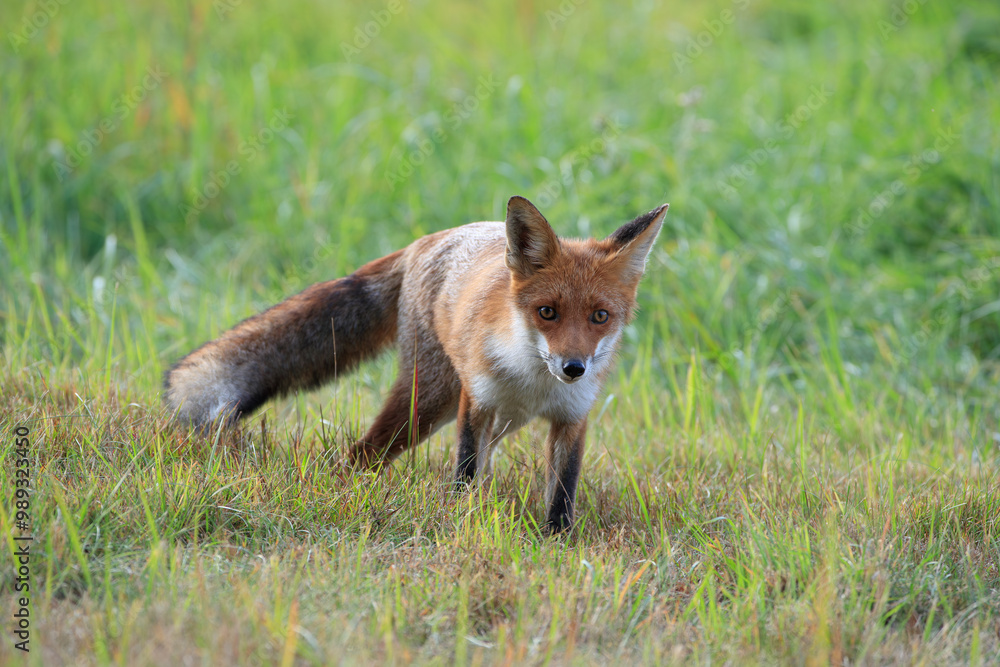 A fox sneaking in the meadow