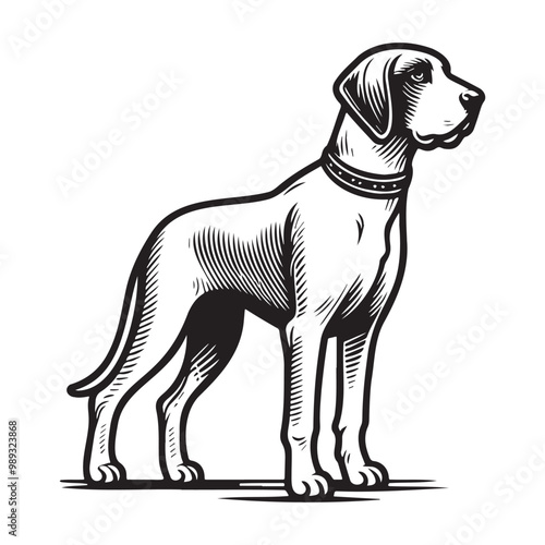 Pointer Dog Silhouettes, Pointer dog logo
English pointer silhouettes, Standing Pose Vector Silhouettes, Outlines clipart mascot of Pointer Dog