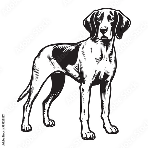 Bilde på lerret Pointer Dog Silhouettes, Pointer dog logo
English pointer silhouettes, Standing