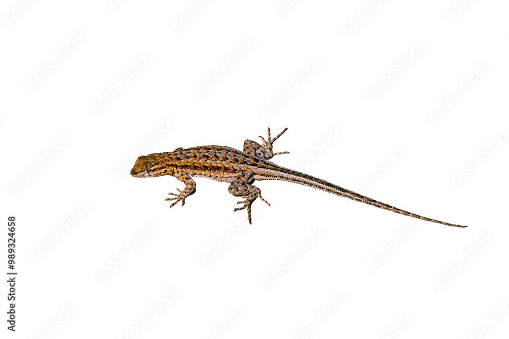 Side-Blotched Lizard (Uta stansburiana) Photo, on a Transparent. Isolated, PNG, Copy Space Background Side-Blotched Lizard (Uta stansburiana) Photo, on a Transparent. Isolated, PNG, Copy Space Background