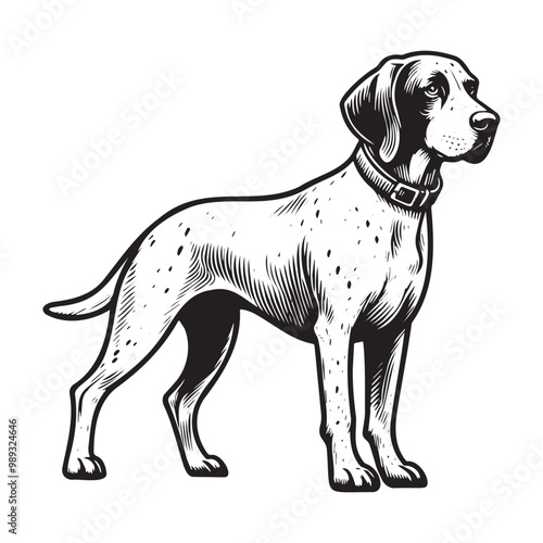 Pointer Dog Silhouettes, Pointer dog logo
English pointer silhouettes, Standing Pose Vector Silhouettes, Outlines clipart mascot of Pointer Dog
