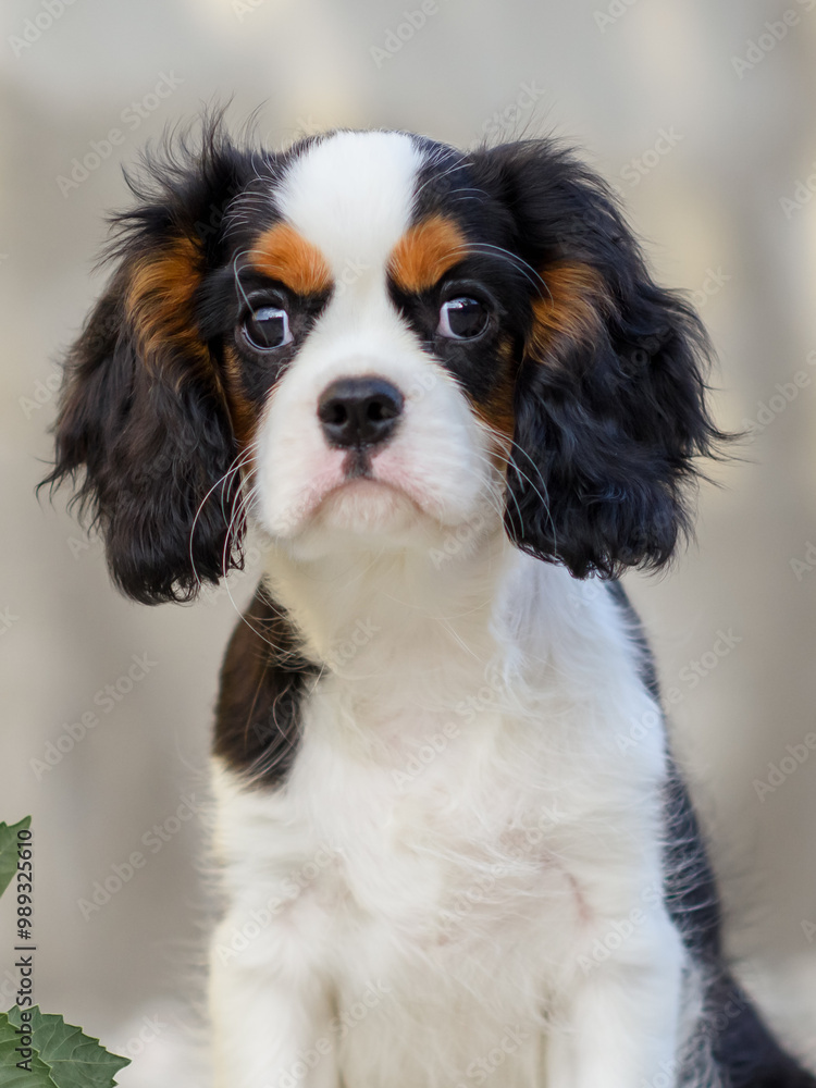 Cavalier King Charles Spaniel All Spaniel Breeds King Breed