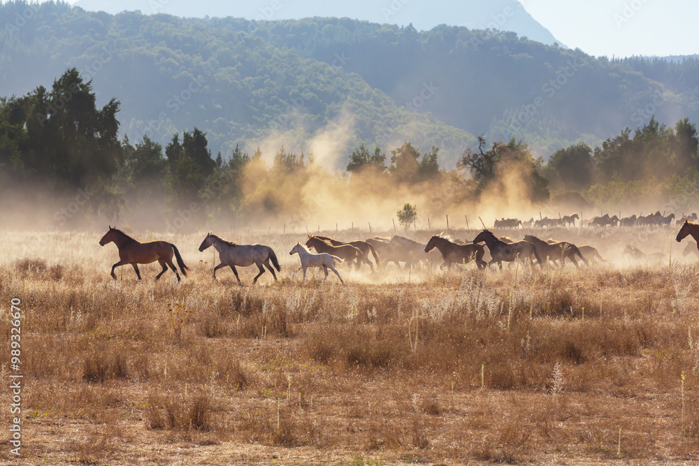 Fototapeta premium Horse on meadow