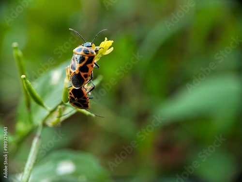 A stunning close-up macro capturing the beauty of two brightly colored harlequin bugs (Murgantia histrionica) with their black and orange spotted patterns. photo