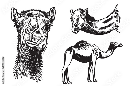 Graphical set of camels on white background,vector illustration.	