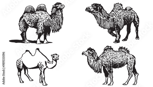 Graphical set of camels on white background,vector illustration.	