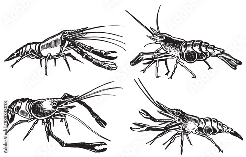 Graphical set of shrimps isolated on white background,vector illustration. Seafood	