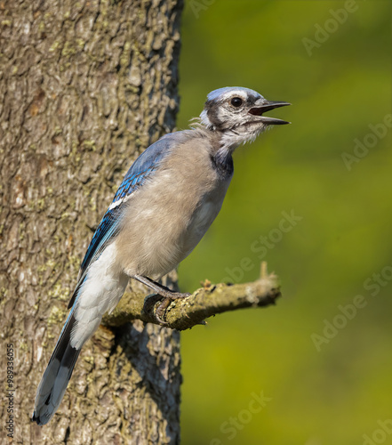 American Blue Jay on a branch in a closeup during fall molt of feathers