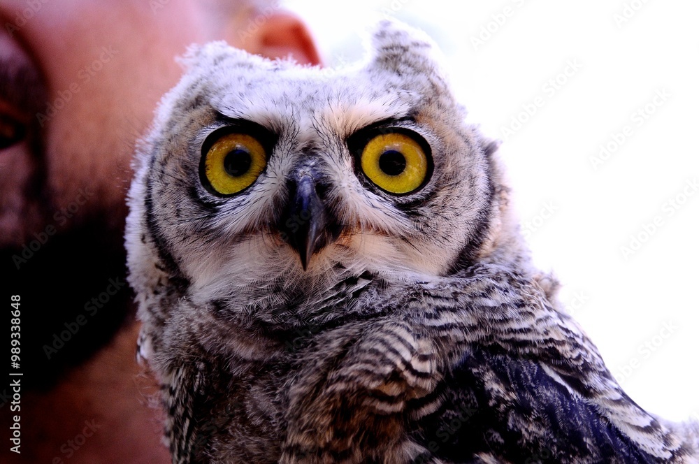 Obraz premium great horned owl